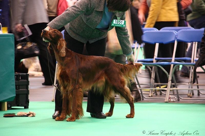 Crufts2011 329.jpg